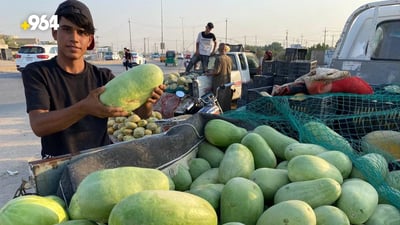 صور: القطفة الأولى من الرقي العراقي الهجين وصلت الناصرية والمذاق “عسل”