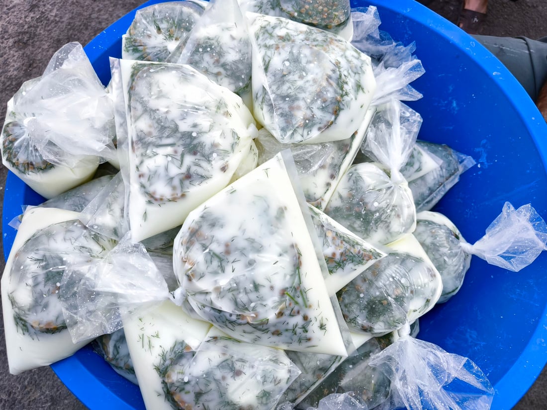 لە شیرەمەنی مانگا و بزن دۆی مزر دروستدەکات