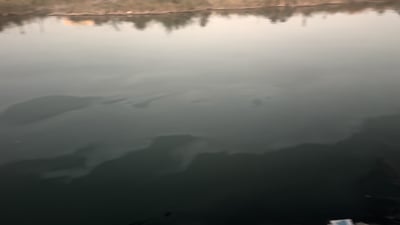 Oil slicks contaminate Al-Mishkhab River in Najaf, causing fish death