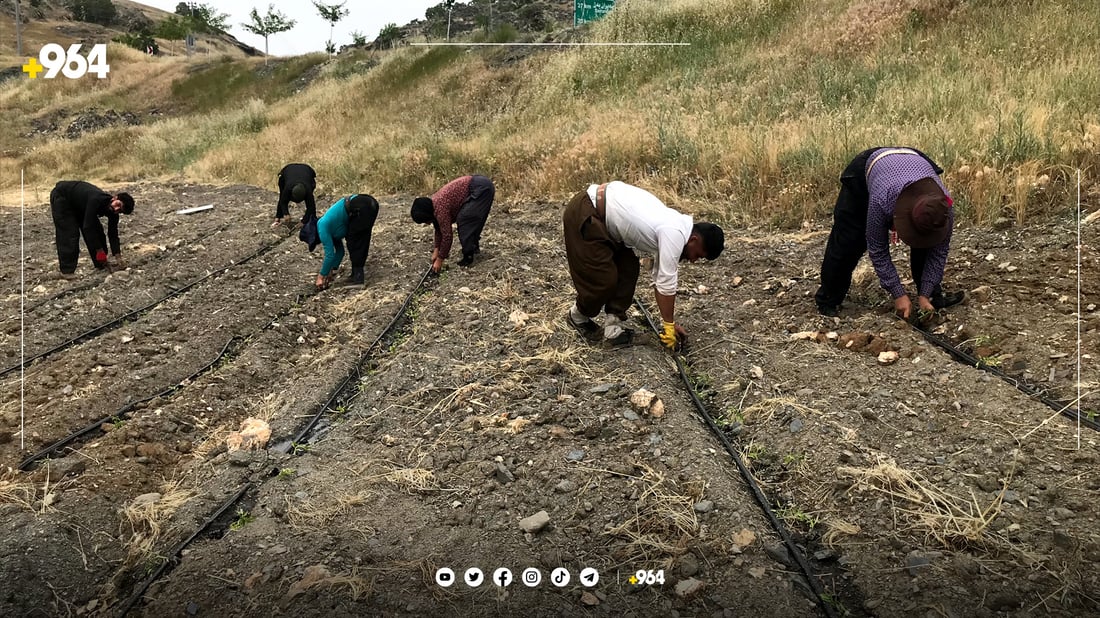 سەدان ژن و پیاو لە حەوت ناوچەوە بۆ کارکردن لە دەشتی پێنجوێنن