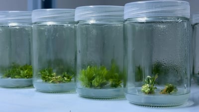 شاهد زراعة أشجار الفواكه “نسيجياً”.. القصة كبرت في ديالى وتجاوزت النخيل!