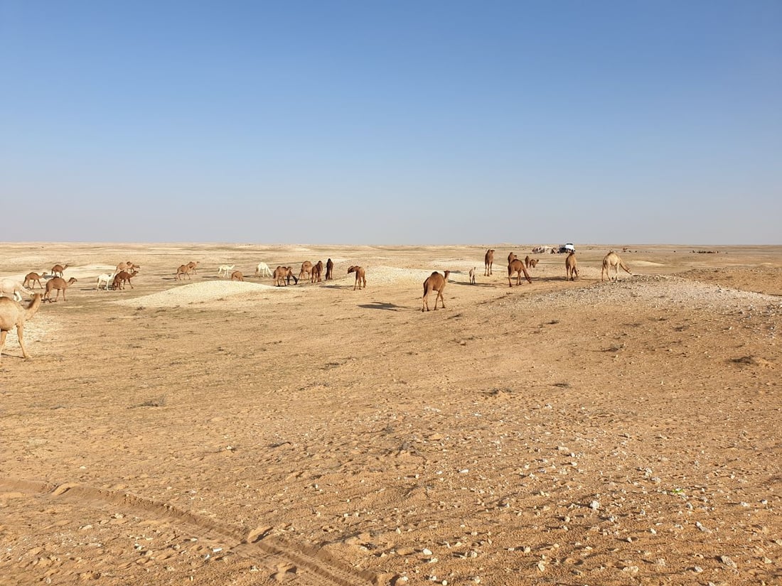 كل شيء عن إبل العراق.. الجودية بـ60 مليوناً.. وناقة الرمادي رخيصة للولائم