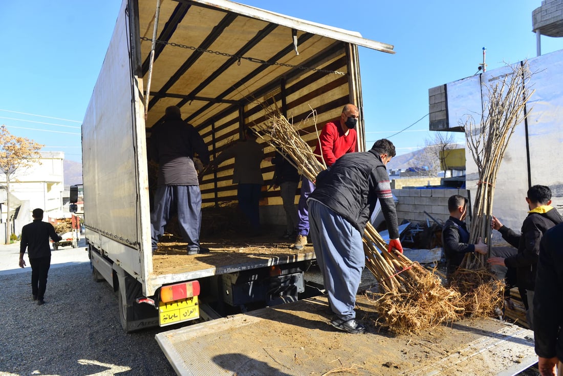 له‌ پێنجوێن 24 هه‌زار دار توو چێندراوه‌