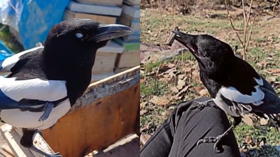 قەلەباچکەش فێرى قسە بوو