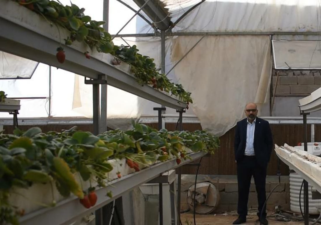 صور: جنائن فراولة “معلقة” في راوة على طريقة البابليين.. وجني الثمار بدأ