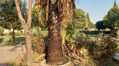 منداڵەکە بۆ یاریکردن ئاگرى کردەوە؛ بەڵام دارێکى تەمەن 10 ساڵان سووتا