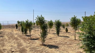 هەر جوتیارێک مۆڵەتەکەی نوێ نەکاتەوە باخەکەی لێوەردەگیرێتەوە