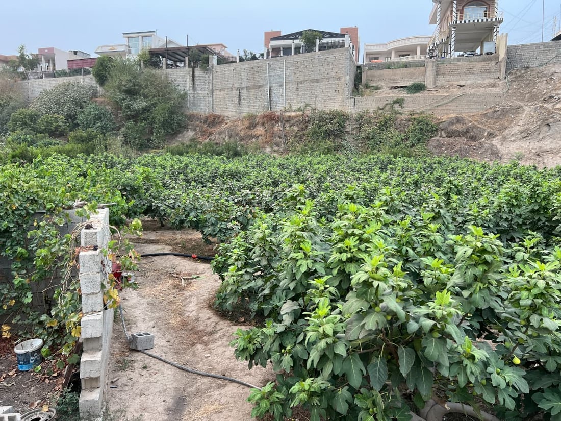 Figs from Taqtaq and Qaranaw draw strong demand in summer market