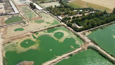 Kirkuk authorities target unauthorized fish farms in Laylan