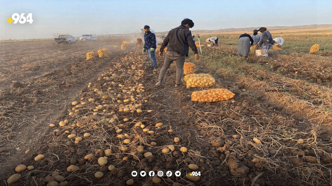 بەرهەمی پەتاتەی بەردەڕەش هەزاران تۆنە و ساغ نابێتەوە