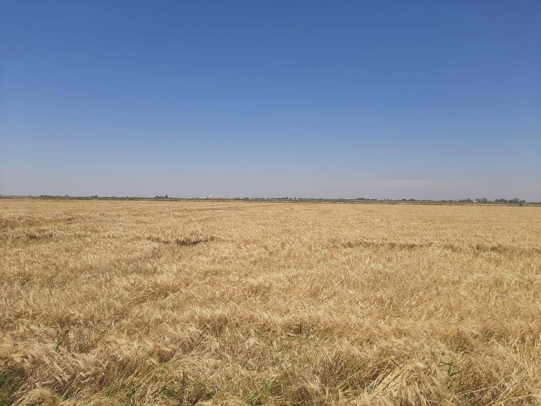 من الدبوني يبدأ حصاد الحنطة في واسط.. الزراعة “الهرفية” تنهي الموسم بنجاح (صور)