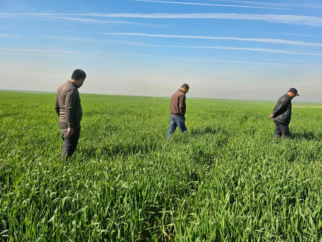 له ‌هه‌ولێر به‌دواداچوون بۆ چاندنى گه‌نمه‌ خۆماڵییه‌كه‌ ده‌كرێت