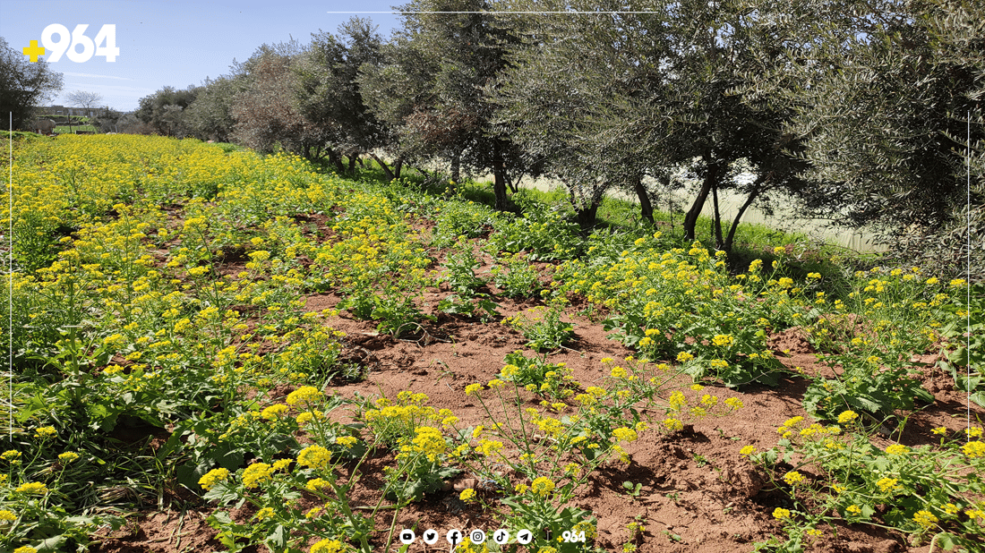 گەنجێکی چەمچەماڵ كارى جیاواز له‌ كشتوكاڵ ده‌كات