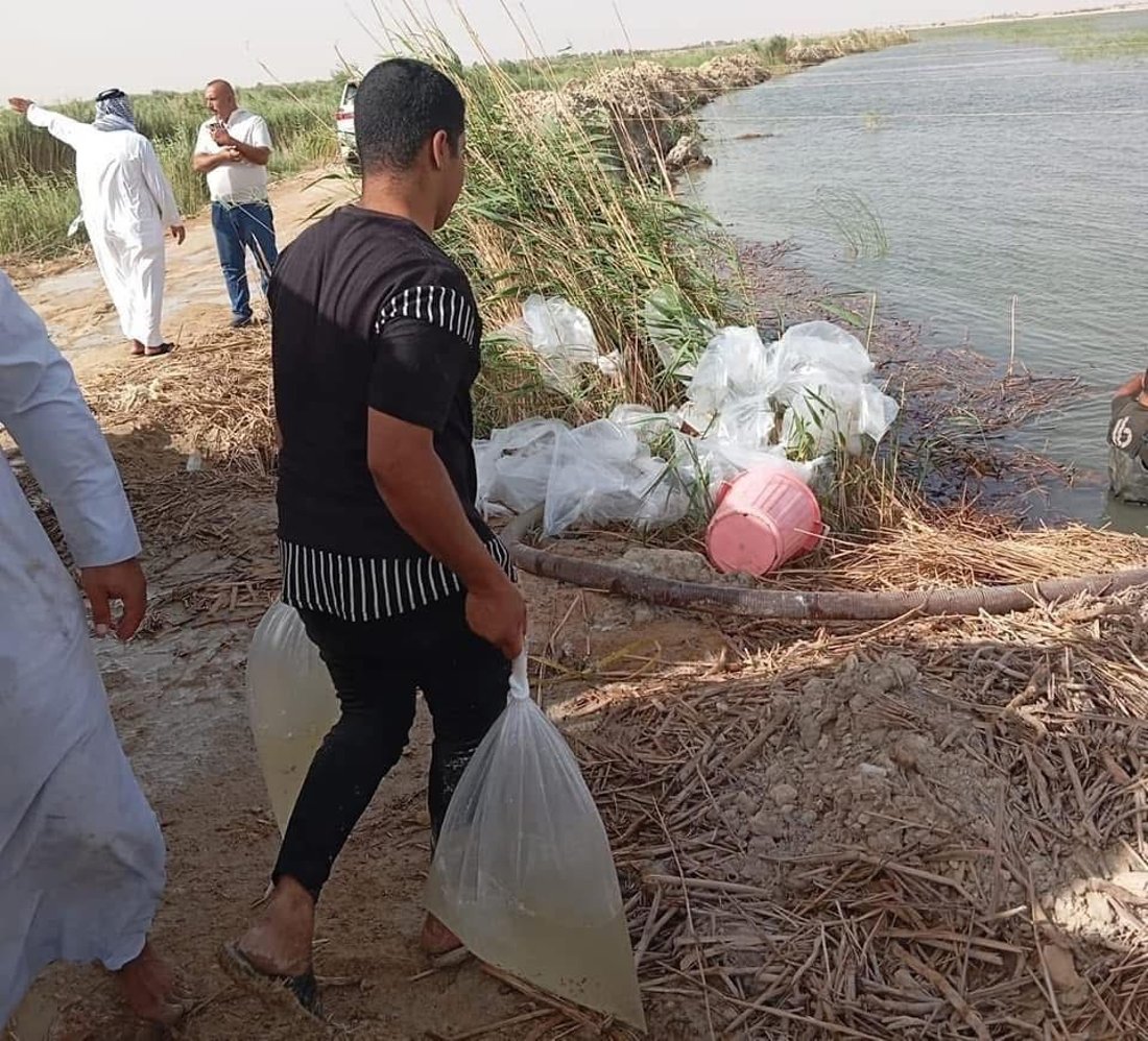 شبوط وكارب في بحر النجف.. إطلاق أكثر من 5 ملايين إصبعية بهور الفتحة (صور)