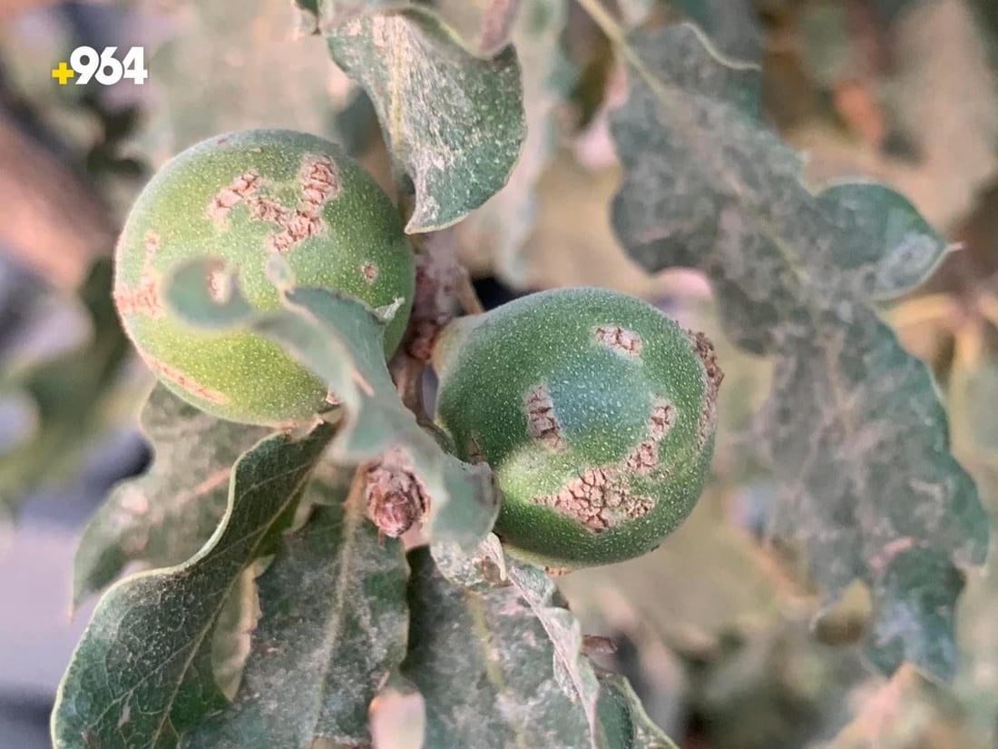 كردستان تصدّر 50 طناً من البلوط “الوبري” إلى تركيا خلال يومين (صور)