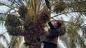 Rising temperatures lead to surprise early date harvest in Hoair