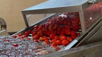 'Top grade': Sharezur plant converts local tomato harvest into paste