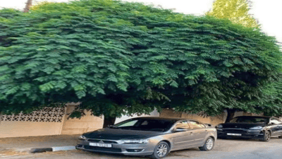 العراق يزرع “السبحبح”..  برطلة تستجيب للحملة وتزين حدائقها بحمضيات ديالى (صور)