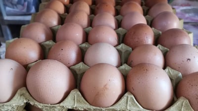 سجل سعراً قياسياً.. دعوات لمقاطعة “البيض” مدة شهر في كربلاء