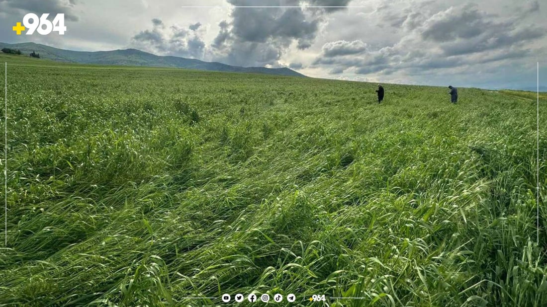 باران گورزی لە بەرهەمە کشتوکاڵییەکانی دوکانیش وەشاندووە