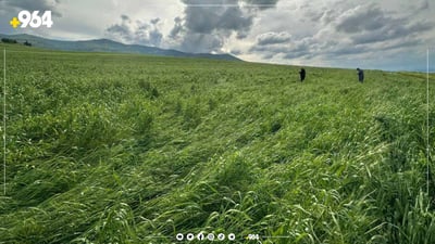 باران گورزی لە بەرهەمە کشتوکاڵییەکانی دوکانیش وەشاندووە