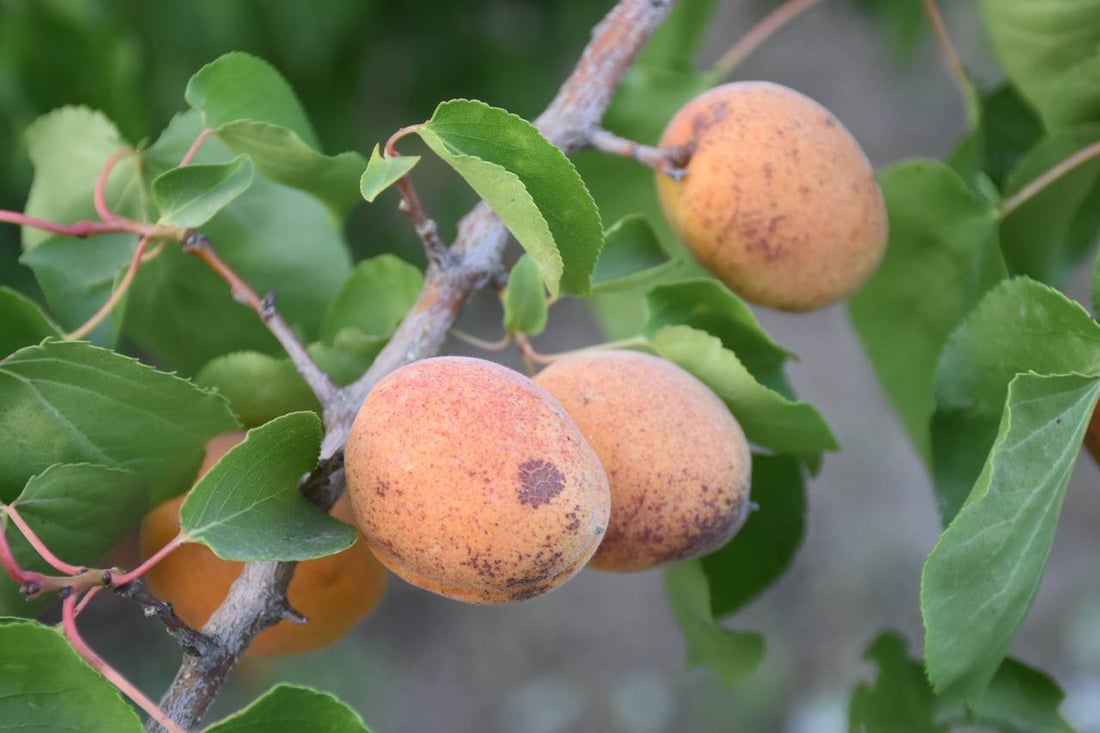 ئەمساڵیش قەیسی خانەقین بازاڕی نییە