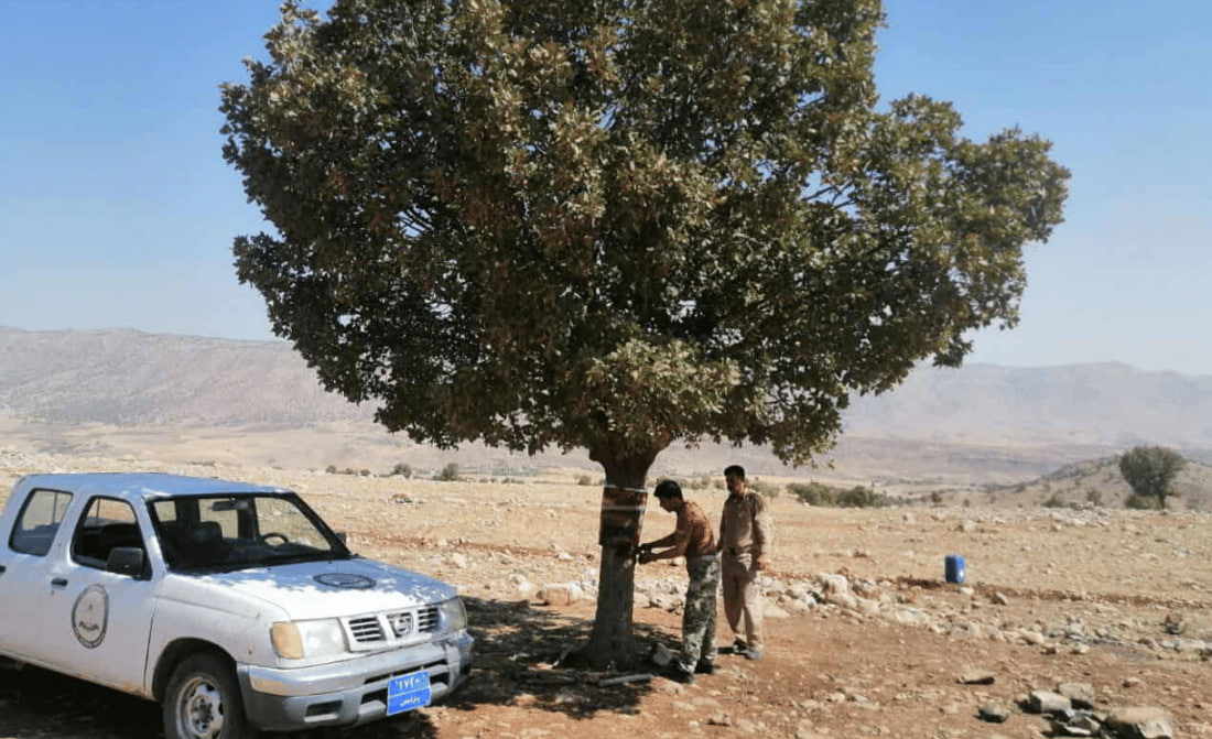 إنقاذ شجرة بلوط معمرة في السليمانية.. الجفاف أهلكها وتشقق جذعها