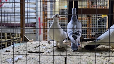 10 طيور موصلية تتحدى النجف بالجمال والمطيار حتى الليل