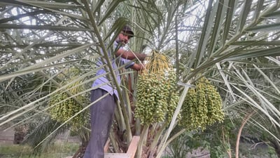 فيديو من بساتين البرحي.. البصرة تبدأ “دلاوة العذوق” والعراق ينتظر أشهى التمور