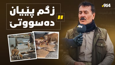 سەربانی دوکانێک لە داوێنی قەڵا بووەتە پەناگایەک بۆ سەگە بێلانەکان