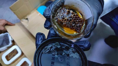 هەنگوینی نەشیاو بۆ خواردن دەستی بەسەردا گیرا