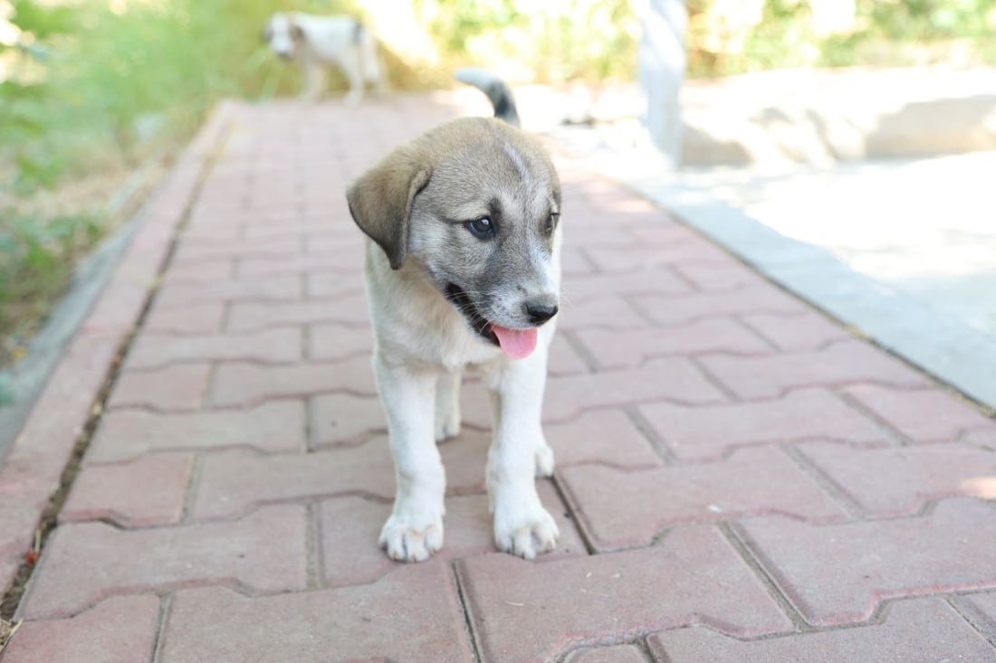 کوڕ و کچانی ڤێتێرنەری سەگی بێلانەی شەش ناوچەیان كۆكردەوە