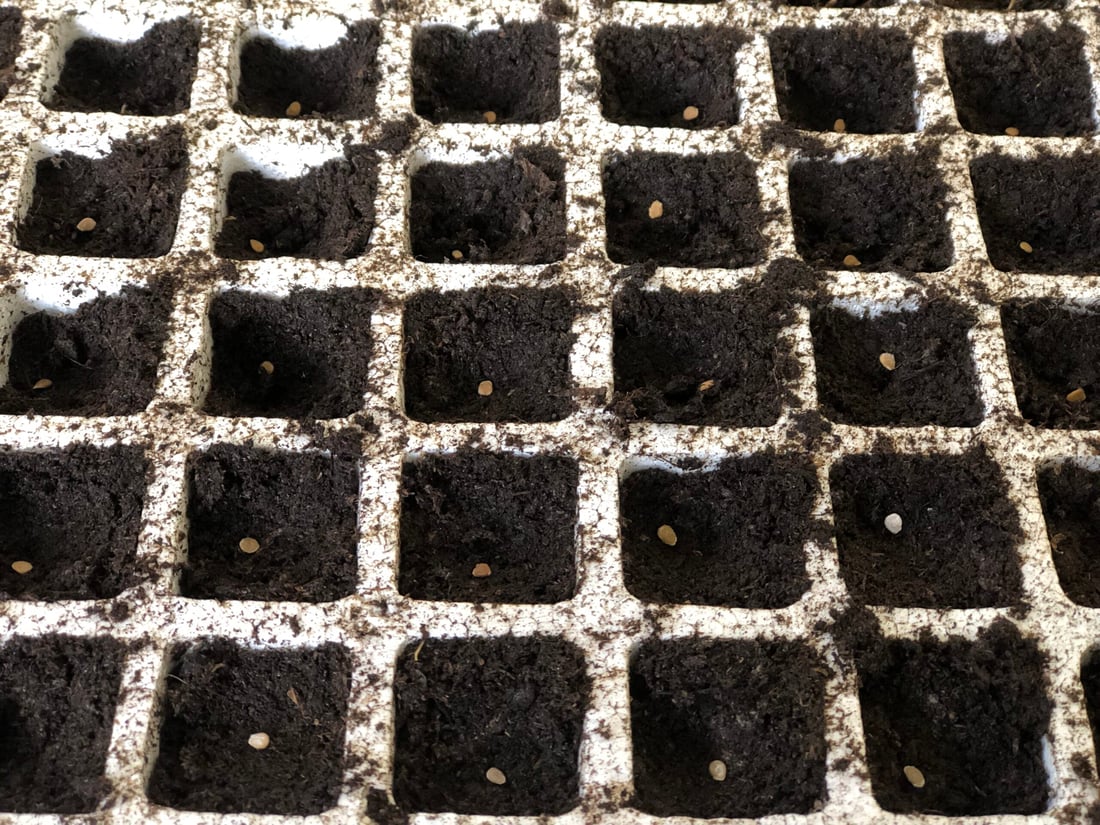 وەرزی چاندنی تۆوی بەرهەمی کشتوکاڵی لە پێنجوێن دەستیپێکرد