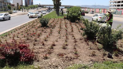 Sulaymaniyah parks flourish with locally grown greenery