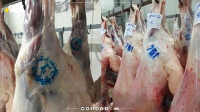 کوشتارگەی هاوچەرخی سلێمانی مۆرەکەی دەگۆڕێت