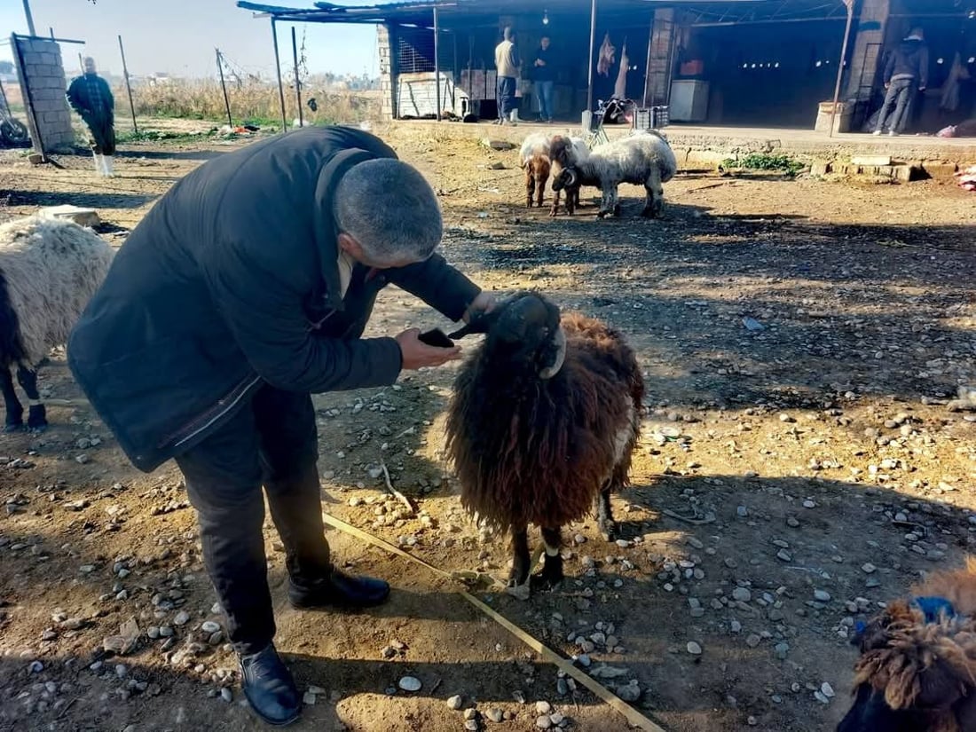 لە خورماتوو ئامادەکاری دەکرێت بۆ رووبەڕووبوونەوەی ڤایرۆسی FMD