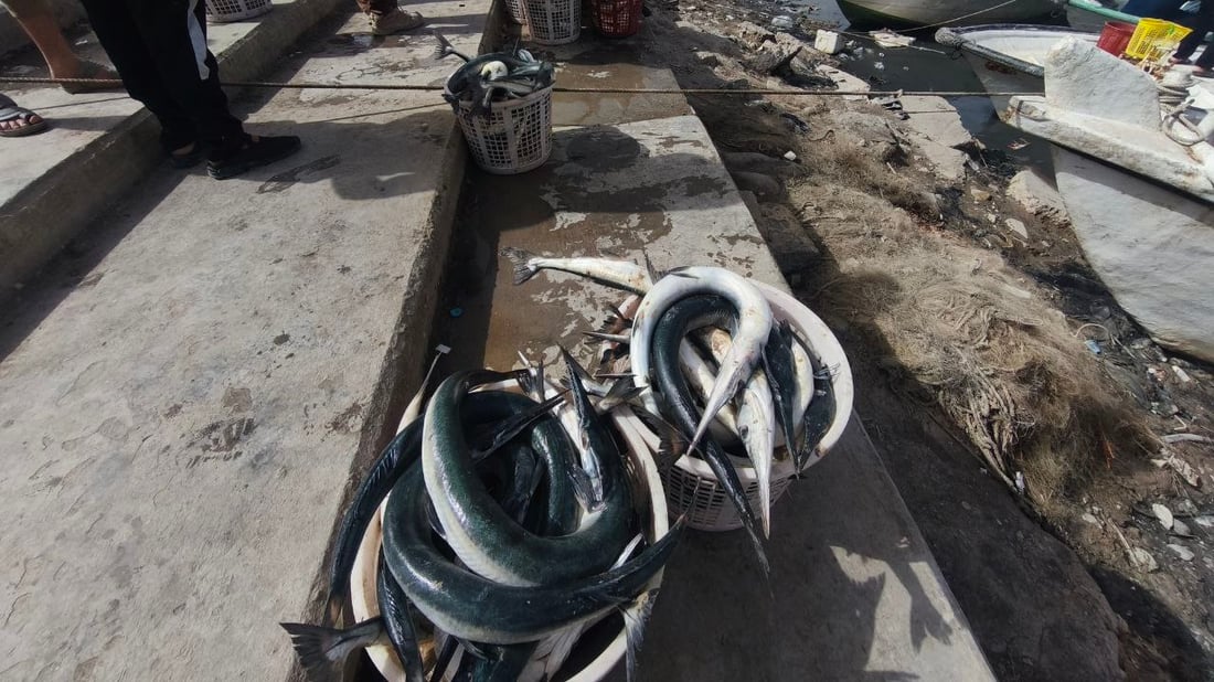 سمكة الضلعة لم تتأثر بالحرب.. 5 أطنان في مرسى النقعة (صور)