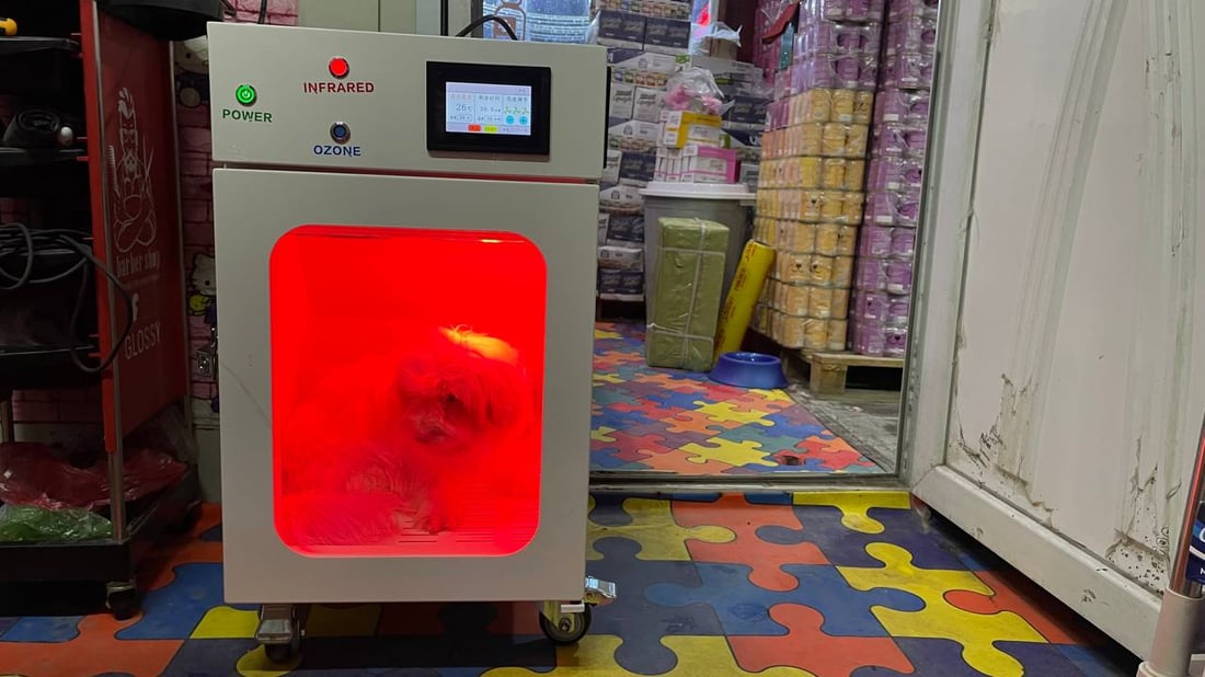 “تيرير” الفرنسي قد يكون أفضل كلب تبدأ معه رحلتك.. بيطري بغدادي