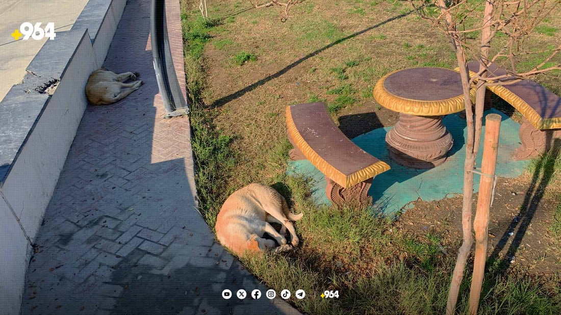 بنکەی ڤێتەرنەری قەڵادزێ: سەگی بێلانە مەترسی بۆ سەر تەندروستی هاوڵاتیان دروست دەکات