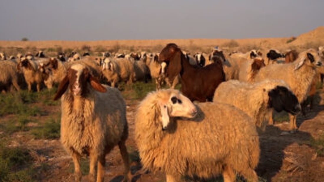 Kut sheep breeders say prized local rams draw buyers as feed, water pressures grow