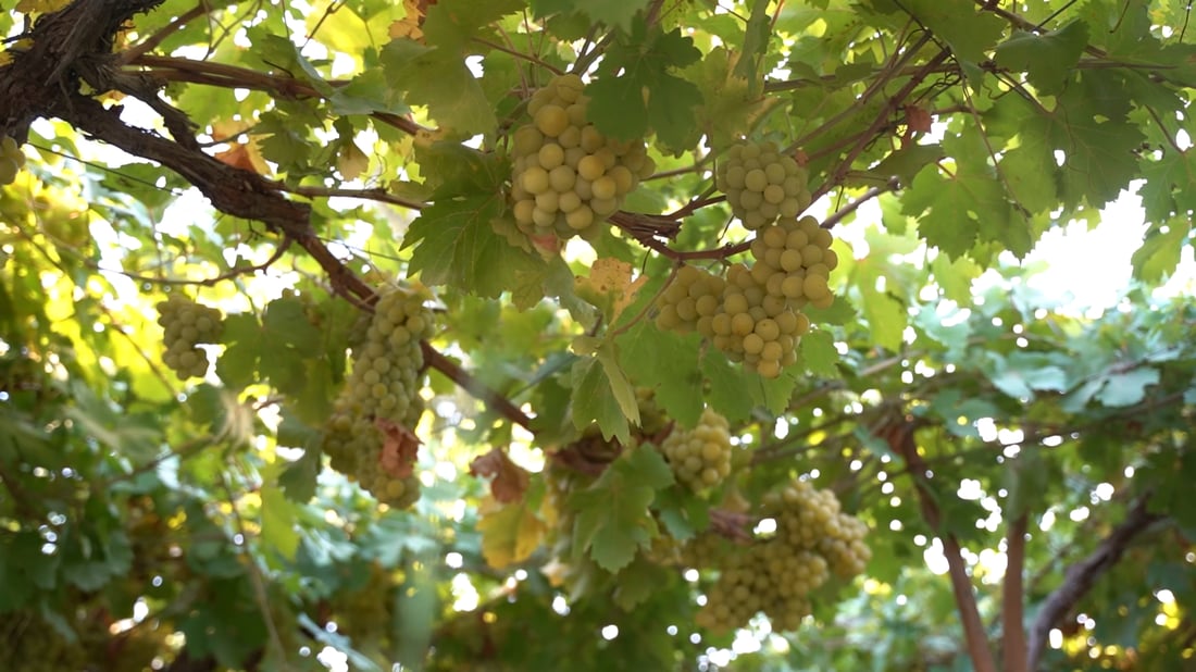 Academic grows six grape varieties using water-saving methods, opens farm to fellow growers