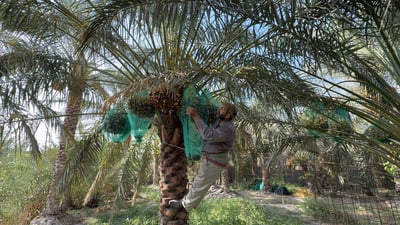 جاء أيلول والرطب صار تمراً تمراً.. انتهى القطف وبدأ گصاص البصرة