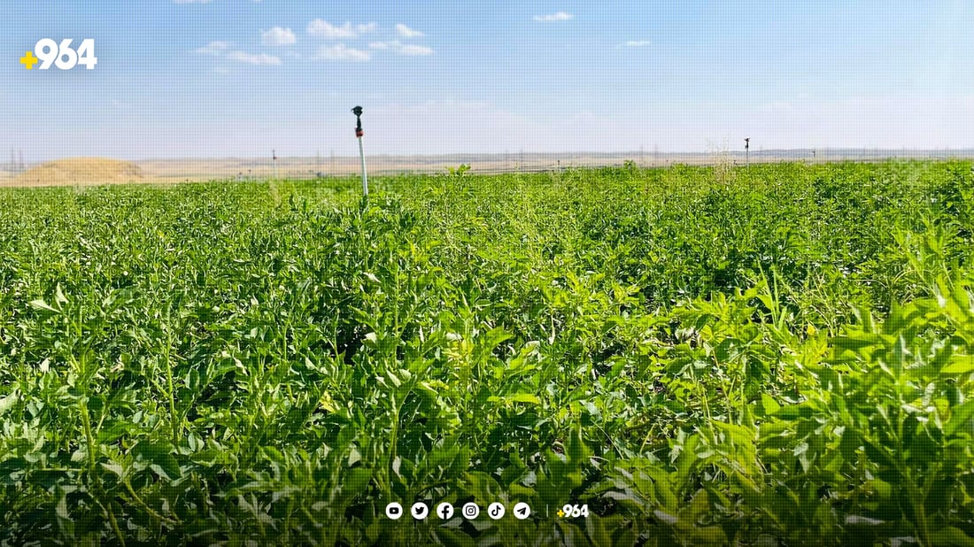 جوتیارانی دارەتوو: پێویستمان بە کارەبایە بۆ بەرهەمهێنانی پەتاتەی زیاتر