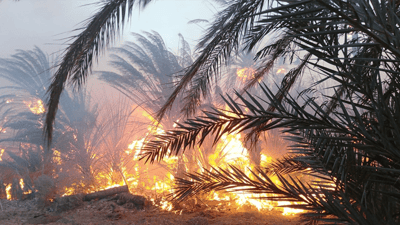 Fire burns 90 palm trees in Numaniyah orchards before being contained