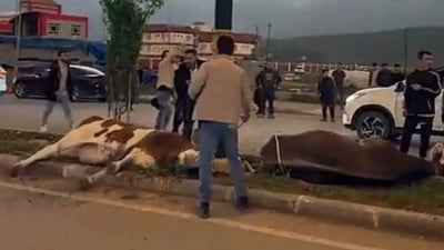 له‌ شیلادزێ به‌هۆى لێدانى كاره‌باوه‌ سێ مانگا مردار بوونه‌وه‌