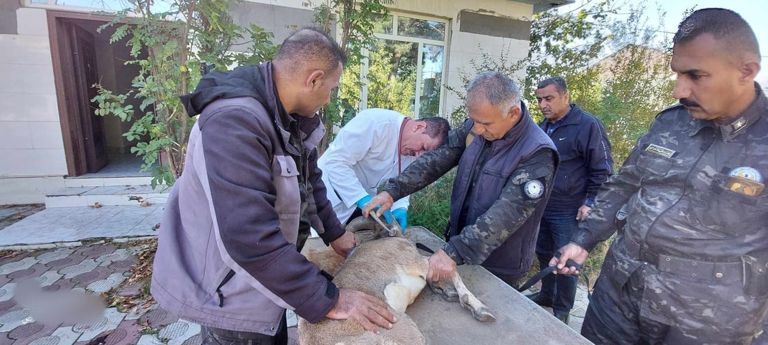 ئەو کەڵە کێوییەى رێى لێ هەڵە ببوو گەڕێندرایەوە ناو سروشت