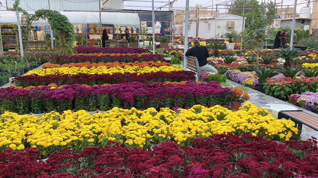 صور مذهلة من الناصرية: تخفيضات كبرى على الجوري والداوودي في مشتل المهندس