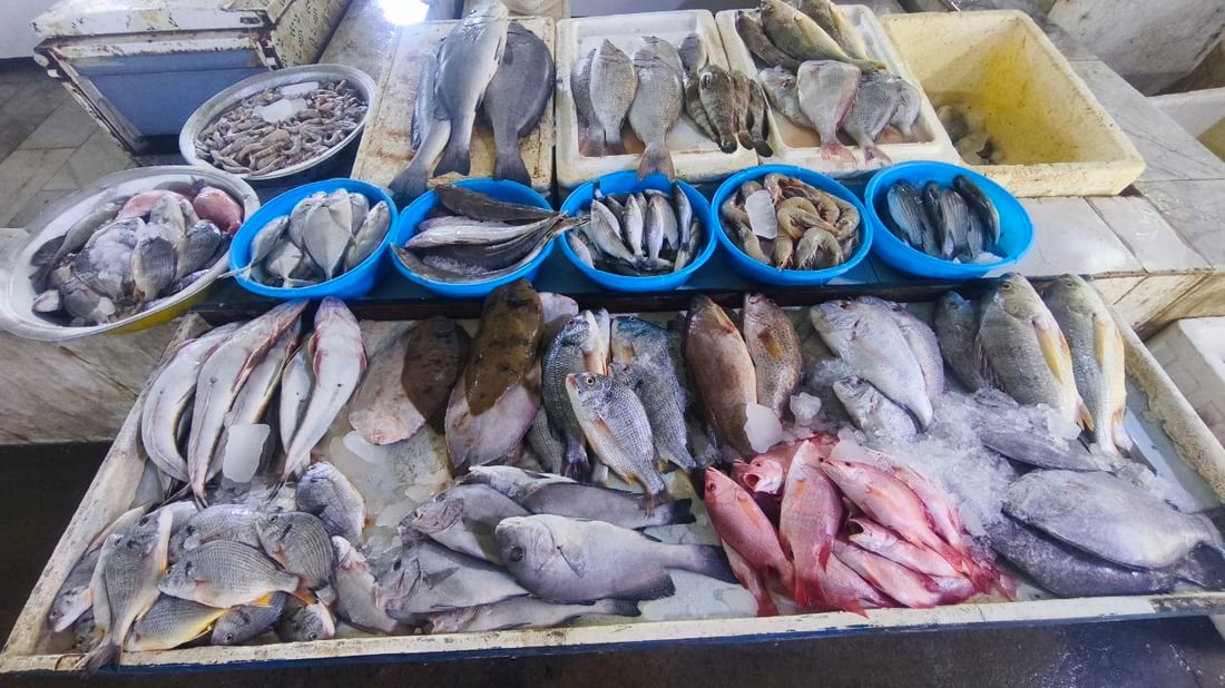 صور من مرسى الفاو: البحارة عادوا بأطنان من البياح والنويبي والروبيان