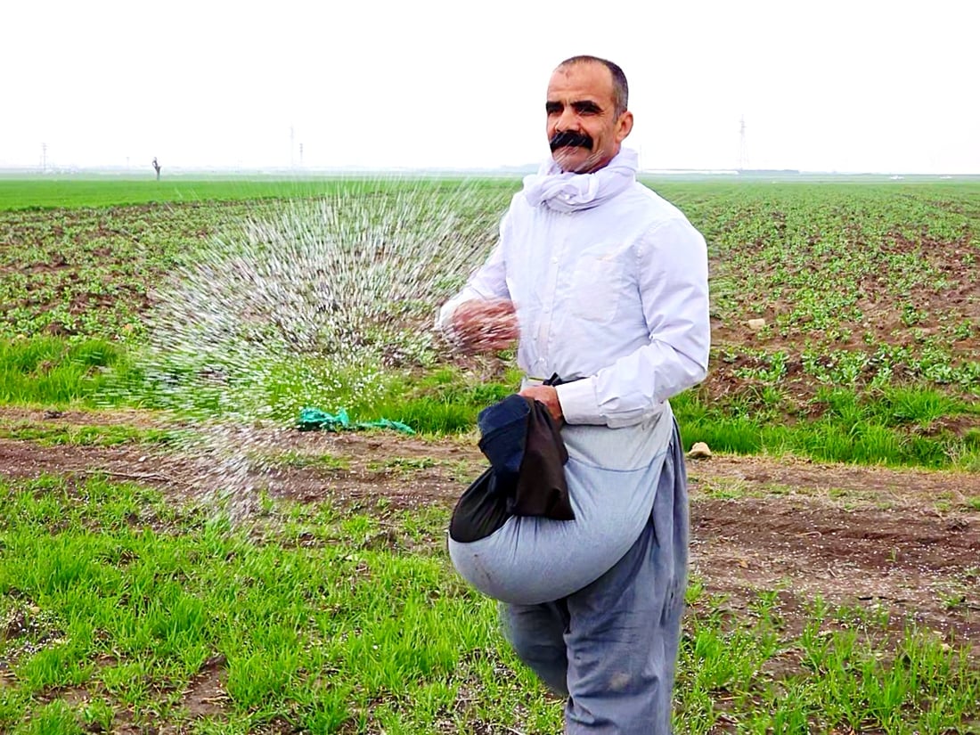 بارانی زۆر بەشێکی گەنمی جوتیارانی شارەزووری زەرد هەڵگەڕاندووە