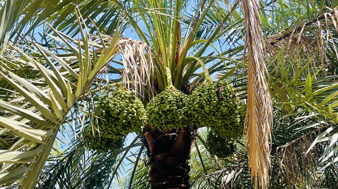 صور: الخلال الأصفر سيملأ السوق الأسبوع المقبل.. مرحلة “الهنبوش” نجحت في البصرة